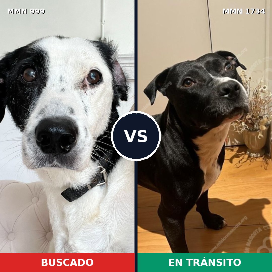 Comparativa MMS 38799: mascota perdida y mascota encontrada, 55% de similitud