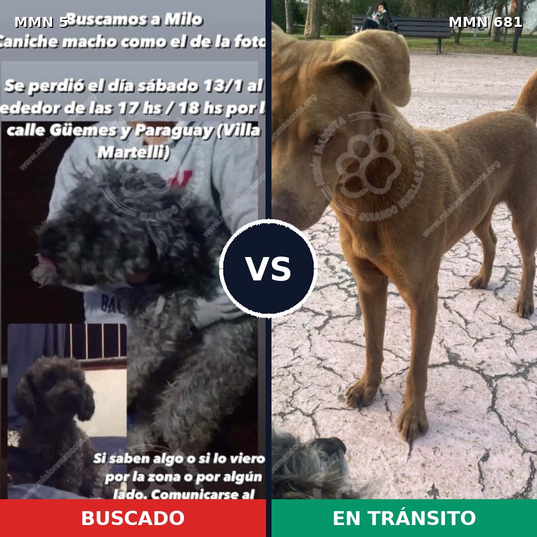 Comparativa MMS 388: mascota perdida y mascota encontrada, 22% de similitud