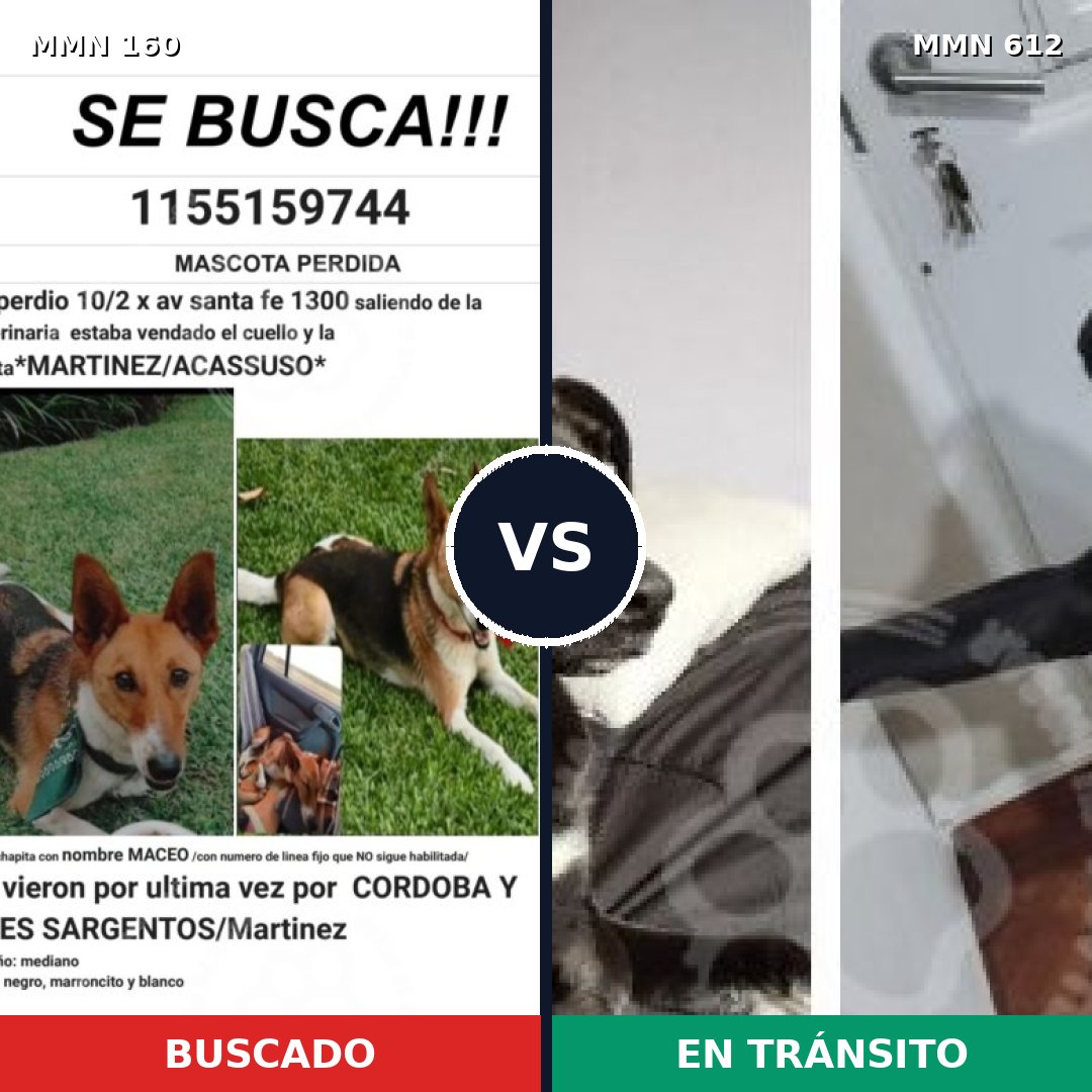 Comparativa MMS 3880: mascota perdida y mascota encontrada, 60% de similitud