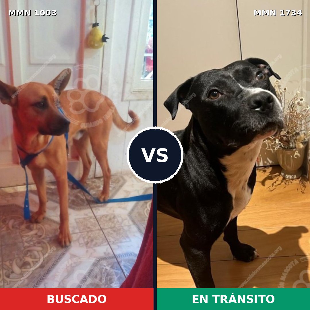 Comparativa MMS 38800: mascota perdida y mascota encontrada, 42% de similitud