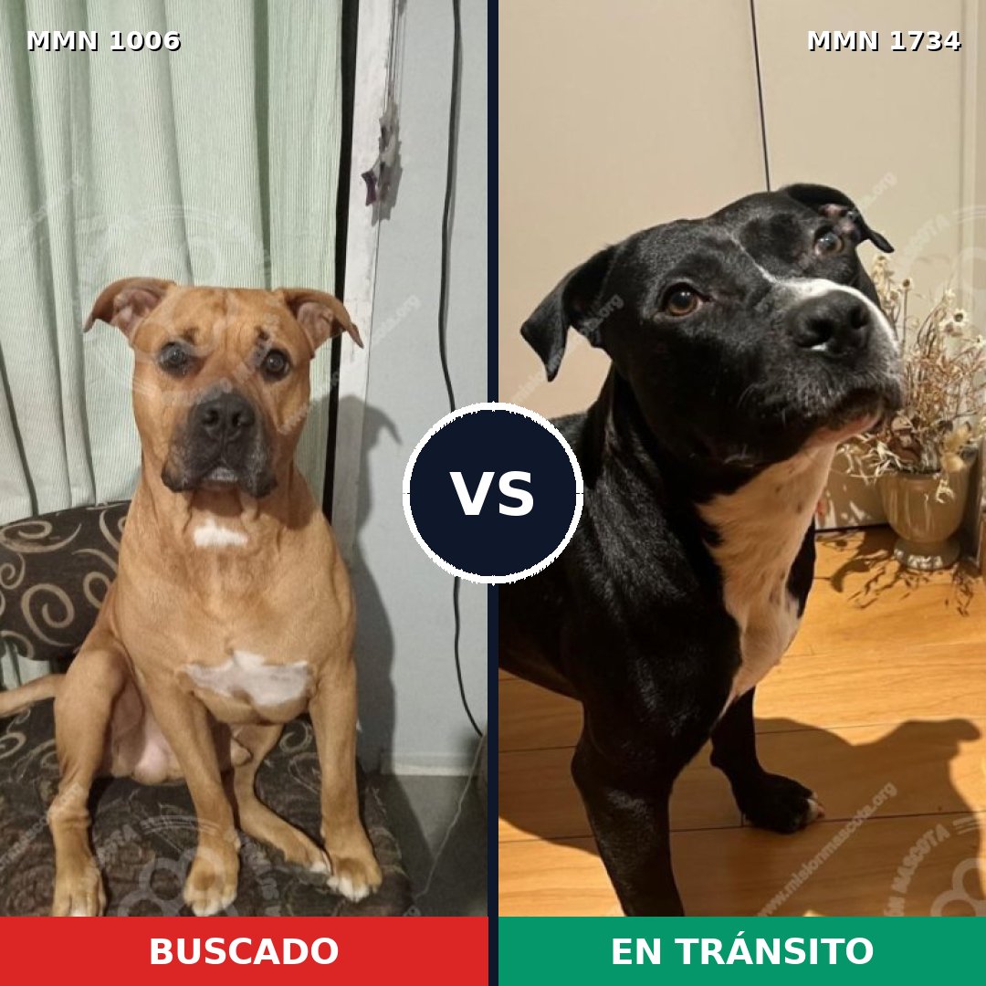 Comparativa MMS 38801: mascota perdida y mascota encontrada, 48% de similitud