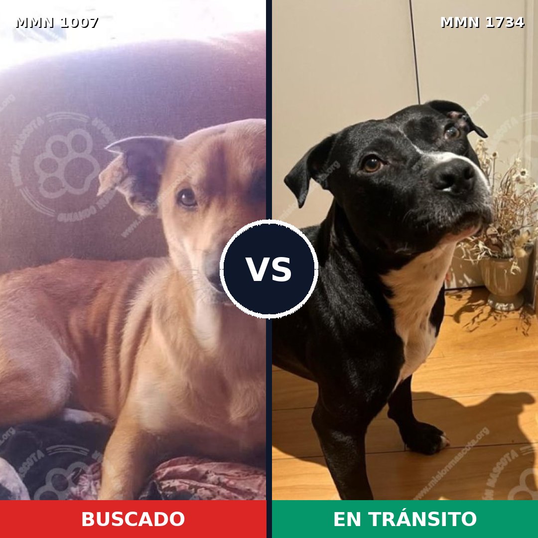 Comparativa MMS 38802: mascota perdida y mascota encontrada, 58% de similitud