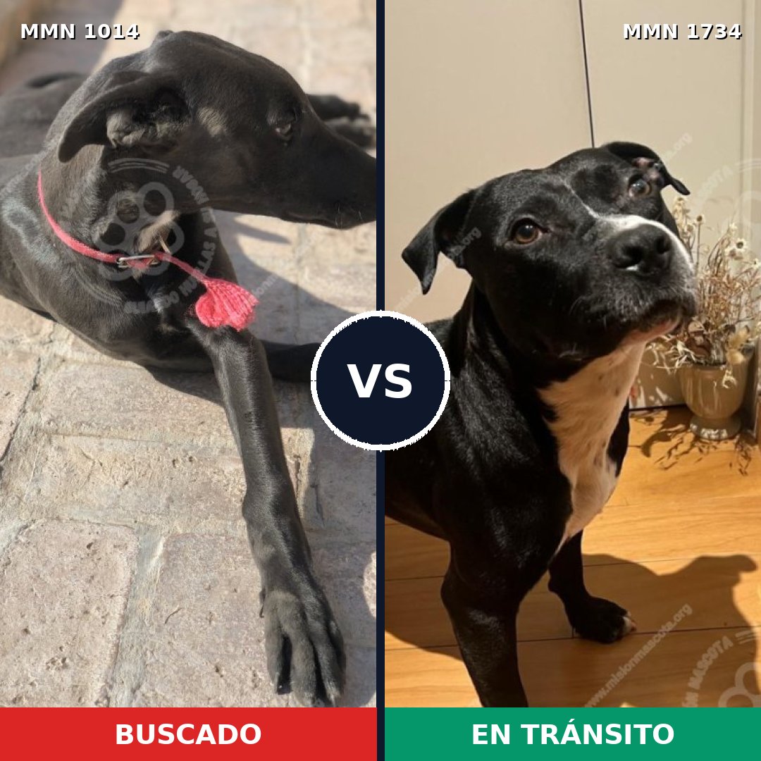 Comparativa MMS 38803: mascota perdida y mascota encontrada, 51% de similitud