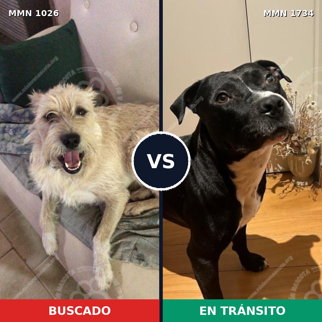 Comparativa MMS 38804: mascota perdida y mascota encontrada, 41% de similitud