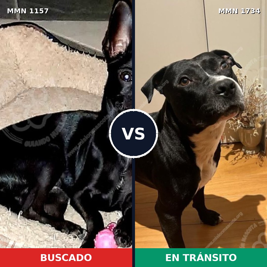Comparativa MMS 38805: mascota perdida y mascota encontrada, 50% de similitud