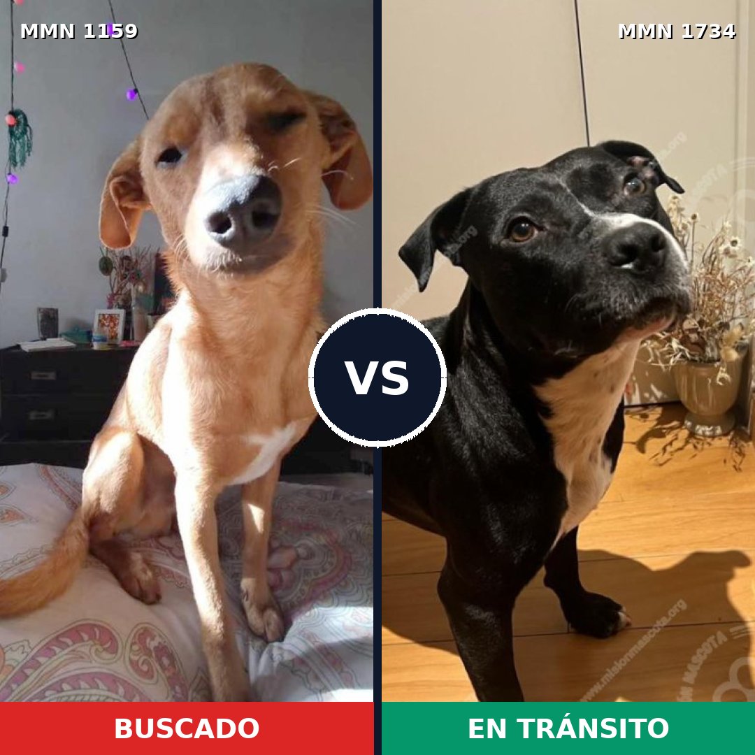 Comparativa MMS 38806: mascota perdida y mascota encontrada, 51% de similitud