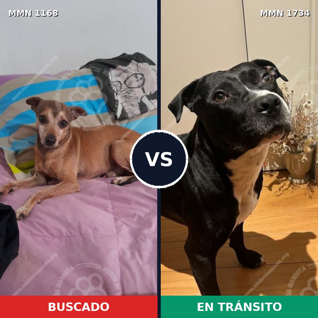 Comparativa MMS 38807: mascota perdida y mascota encontrada, 42% de similitud