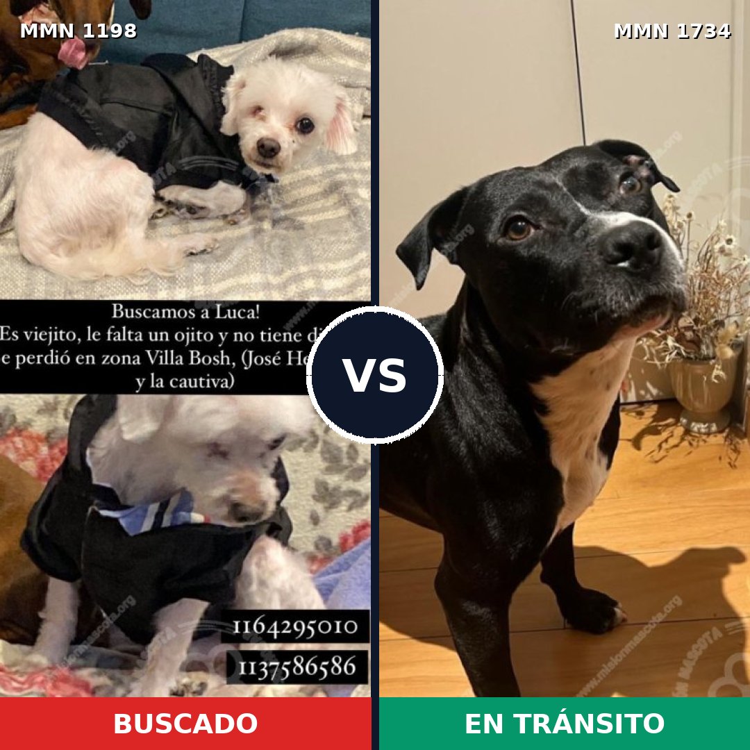 Comparativa MMS 38808: mascota perdida y mascota encontrada, 48% de similitud