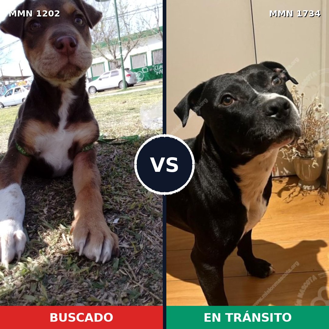 Comparativa MMS 38809: mascota perdida y mascota encontrada, 46% de similitud
