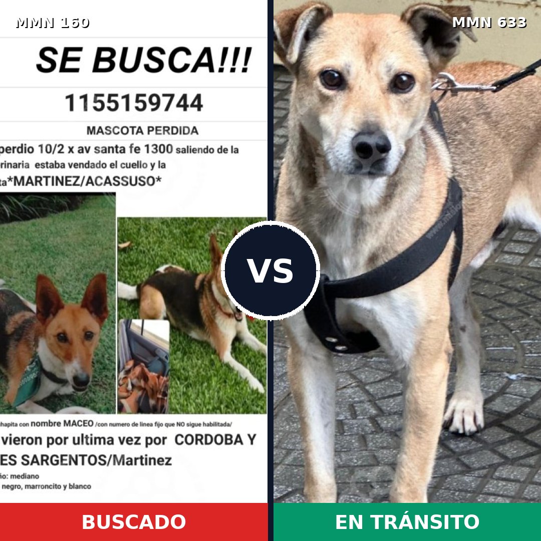 Comparativa MMS 3881: mascota perdida y mascota encontrada, 49% de similitud