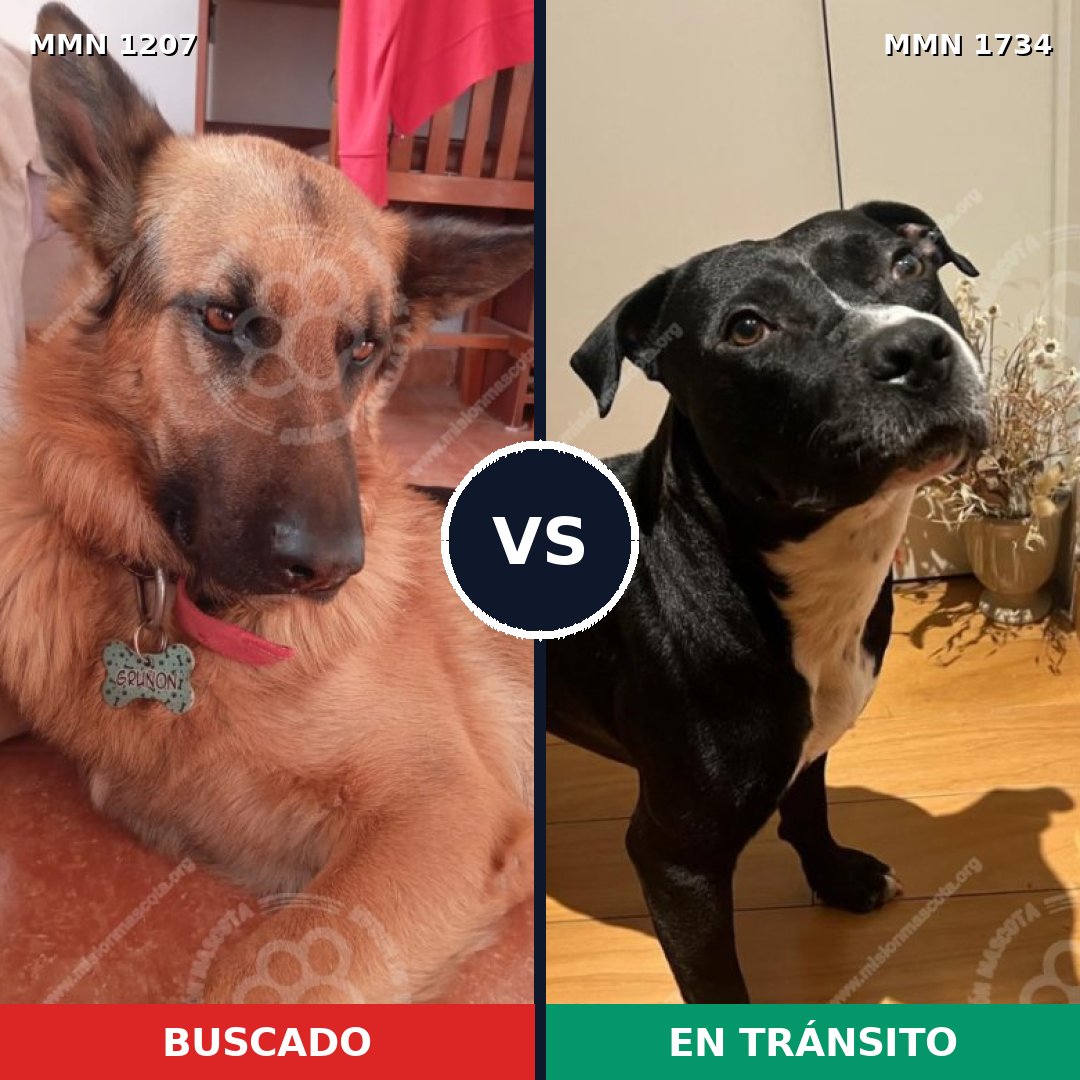 Comparativa MMS 38810: mascota perdida y mascota encontrada, 34% de similitud