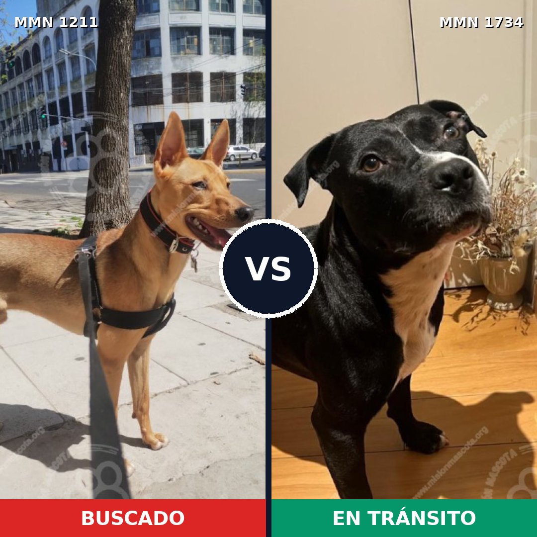 Comparativa MMS 38811: mascota perdida y mascota encontrada, 56% de similitud
