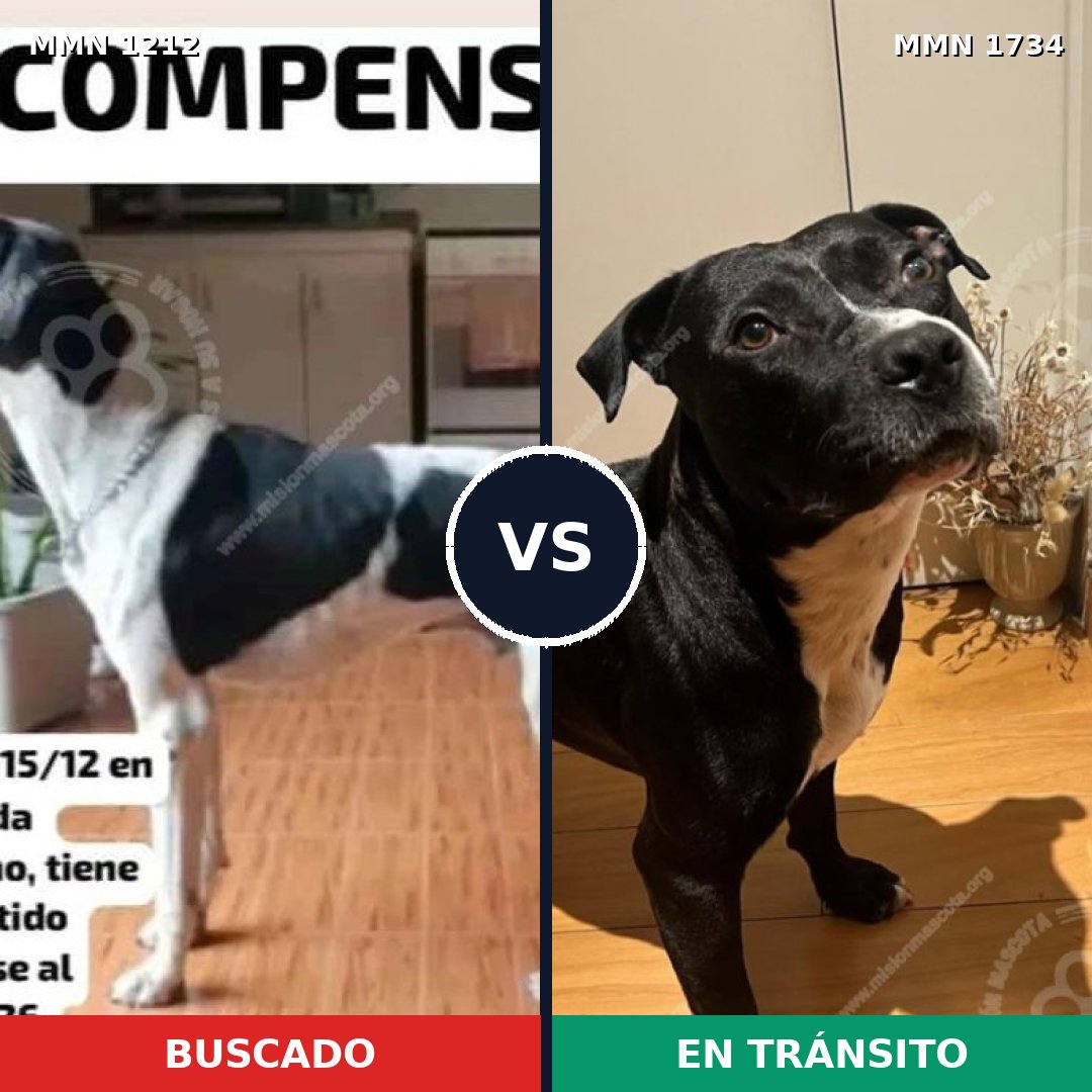 Comparativa MMS 38812: mascota perdida y mascota encontrada, 47% de similitud