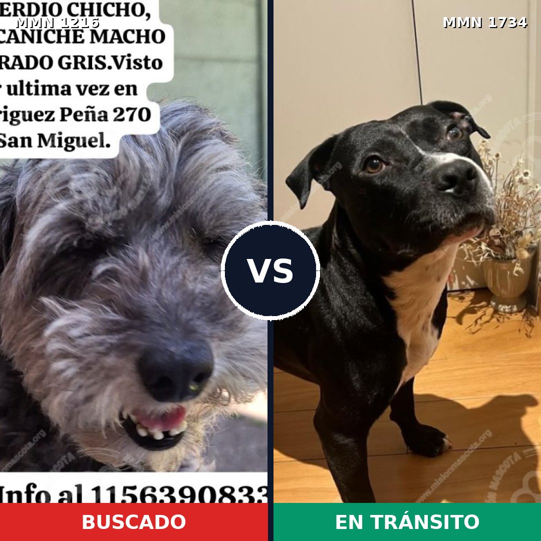 Comparativa MMS 38813: mascota perdida y mascota encontrada, 55% de similitud