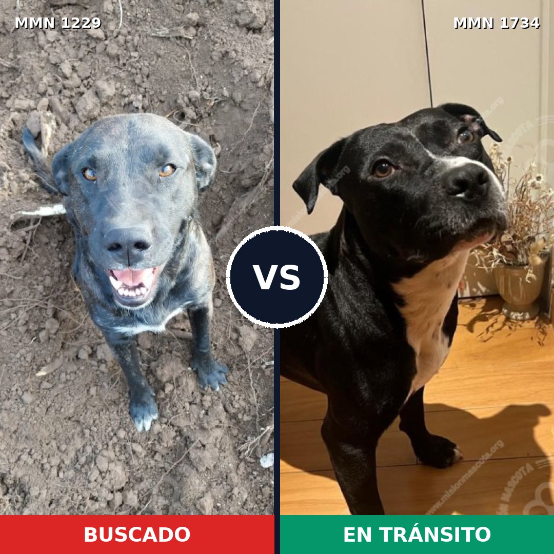 Comparativa MMS 38814: mascota perdida y mascota encontrada, 72% de similitud