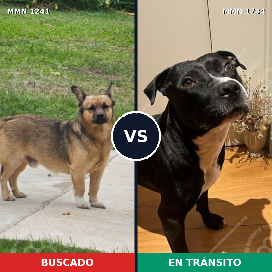 Comparativa MMS 38815: mascota perdida y mascota encontrada, 45% de similitud