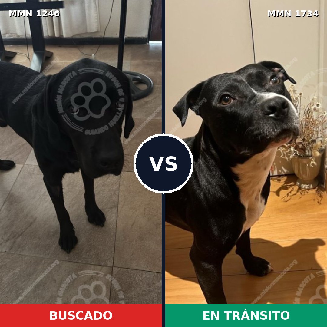 Comparativa MMS 38816: mascota perdida y mascota encontrada, 54% de similitud