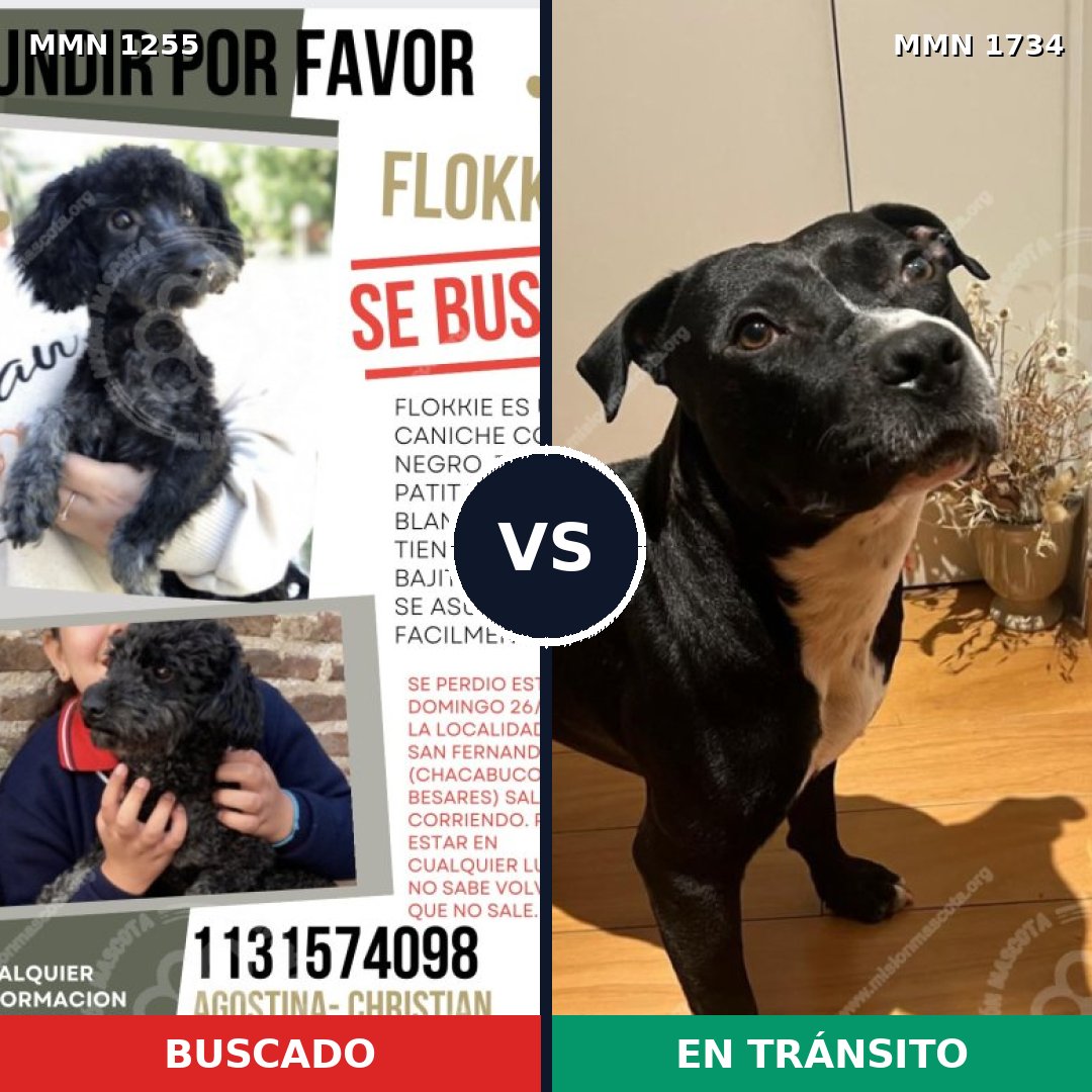Comparativa MMS 38818: mascota perdida y mascota encontrada, 44% de similitud