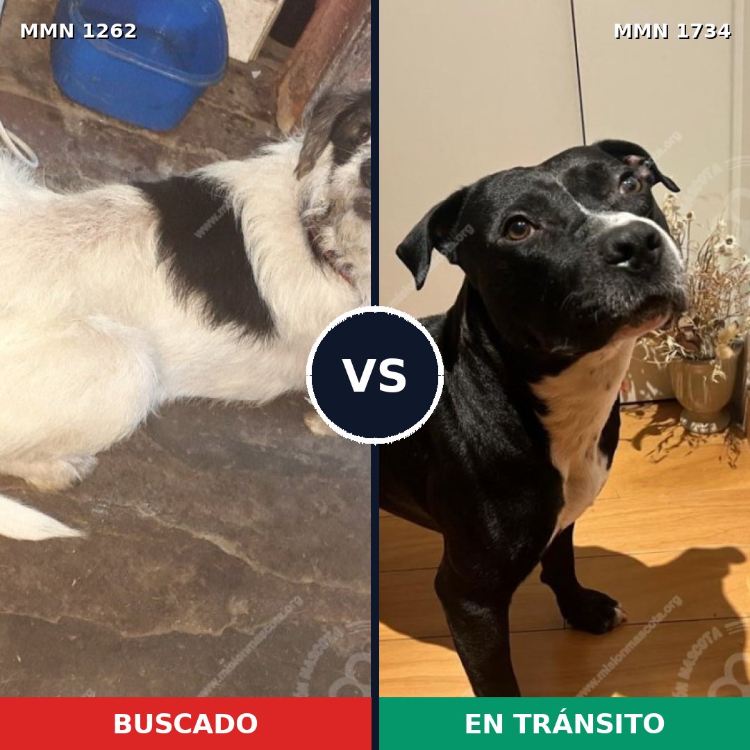 Comparativa MMS 38819: mascota perdida y mascota encontrada, 51% de similitud