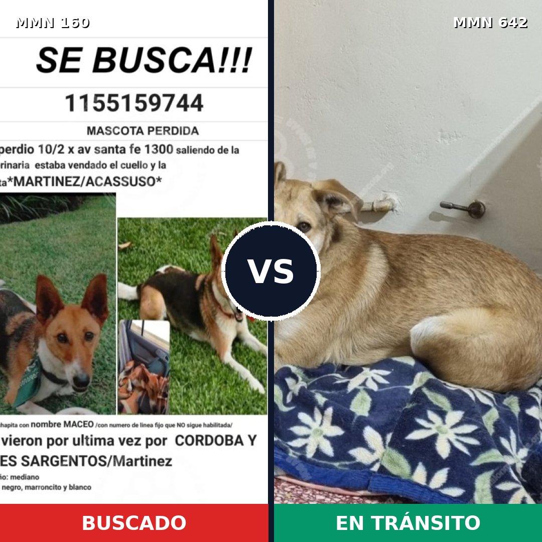 Comparativa MMS 3882: mascota perdida y mascota encontrada, 6% de similitud