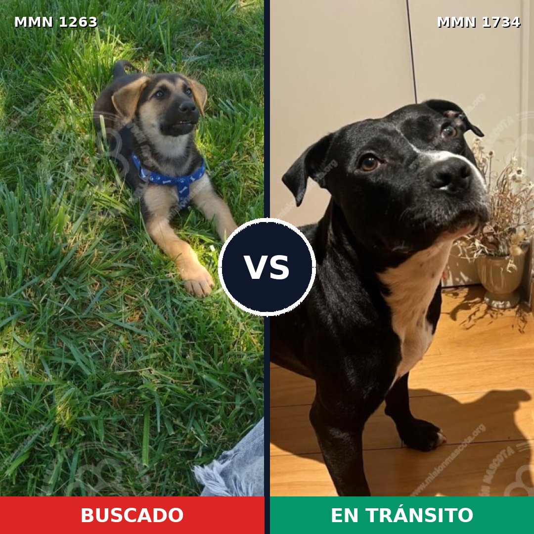 Comparativa MMS 38820: mascota perdida y mascota encontrada, 32% de similitud