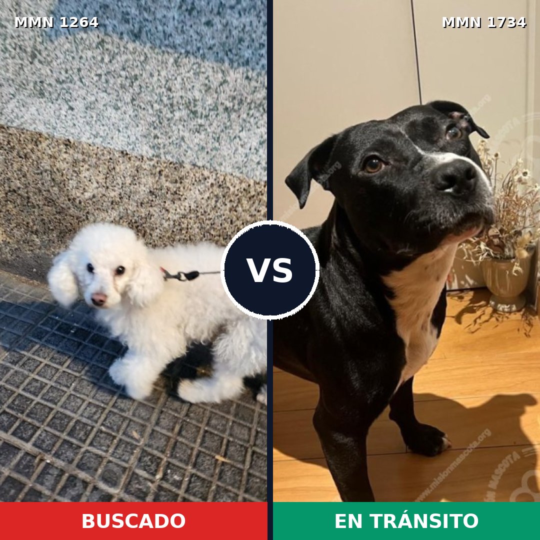 Comparativa MMS 38821: mascota perdida y mascota encontrada, 48% de similitud