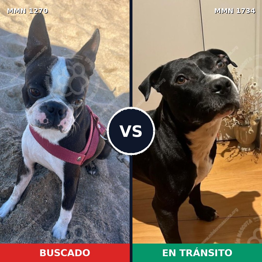 Comparativa MMS 38822: mascota perdida y mascota encontrada, 58% de similitud
