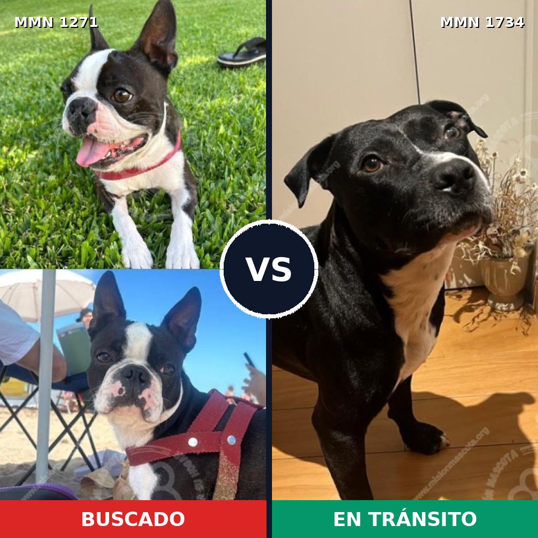 Comparativa MMS 38823: mascota perdida y mascota encontrada, 58% de similitud
