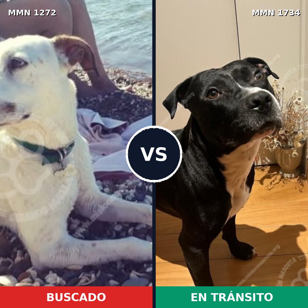 Comparativa MMS 38824: mascota perdida y mascota encontrada, 45% de similitud