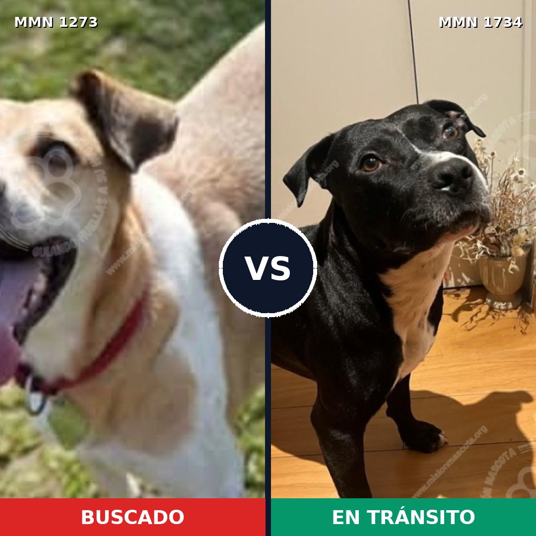 Comparativa MMS 38825: mascota perdida y mascota encontrada, 43% de similitud