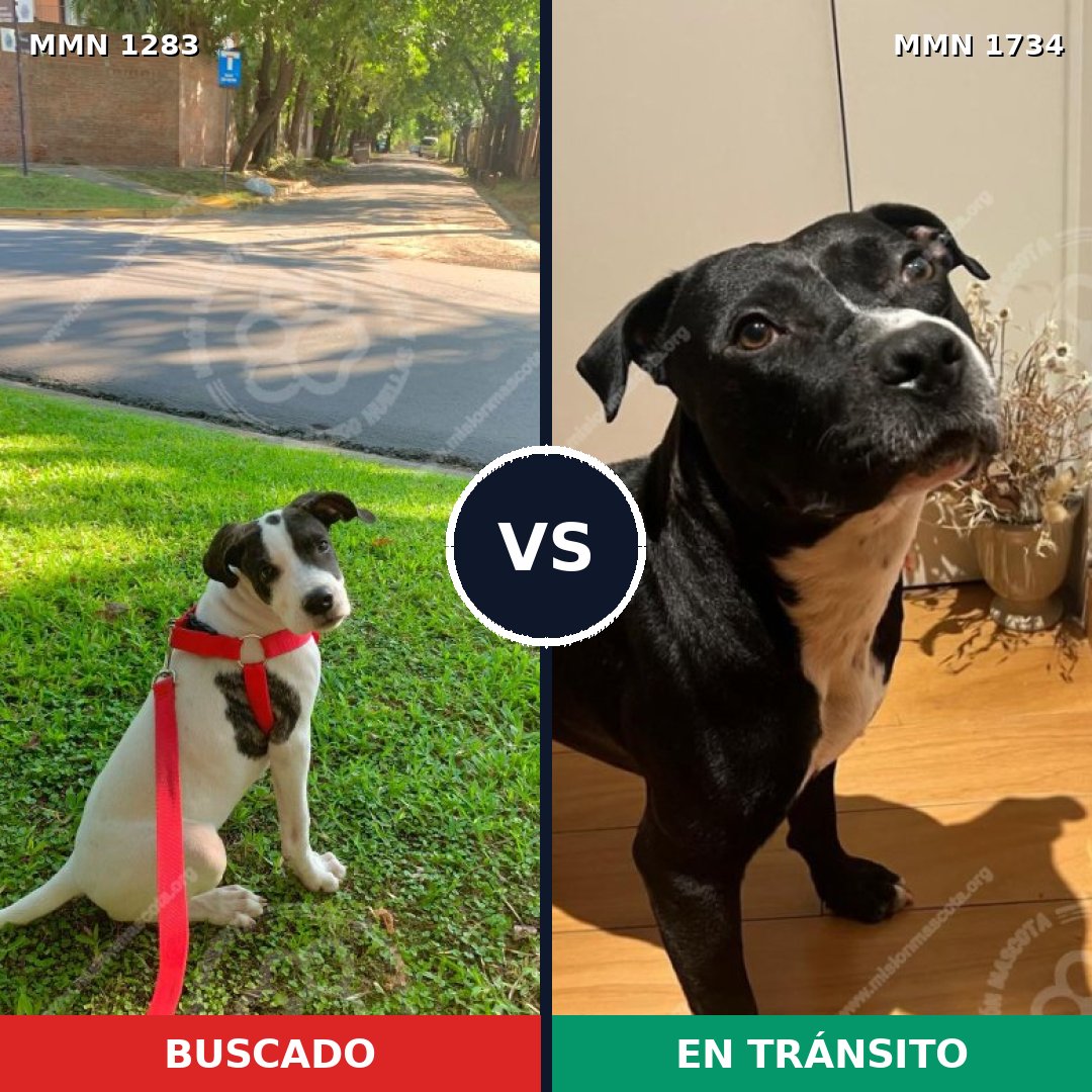 Comparativa MMS 38826: mascota perdida y mascota encontrada, 53% de similitud