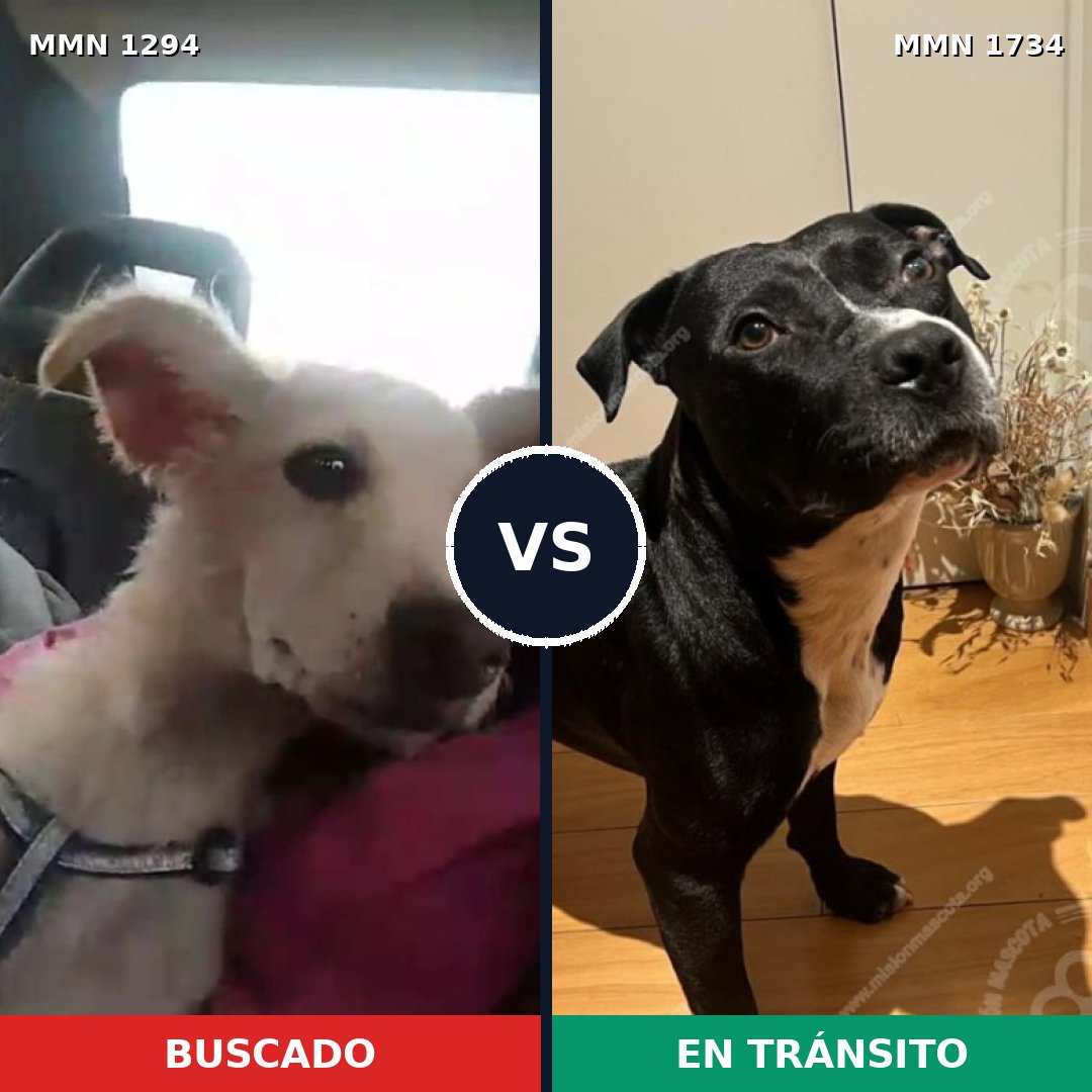 Comparativa MMS 38828: mascota perdida y mascota encontrada, 56% de similitud