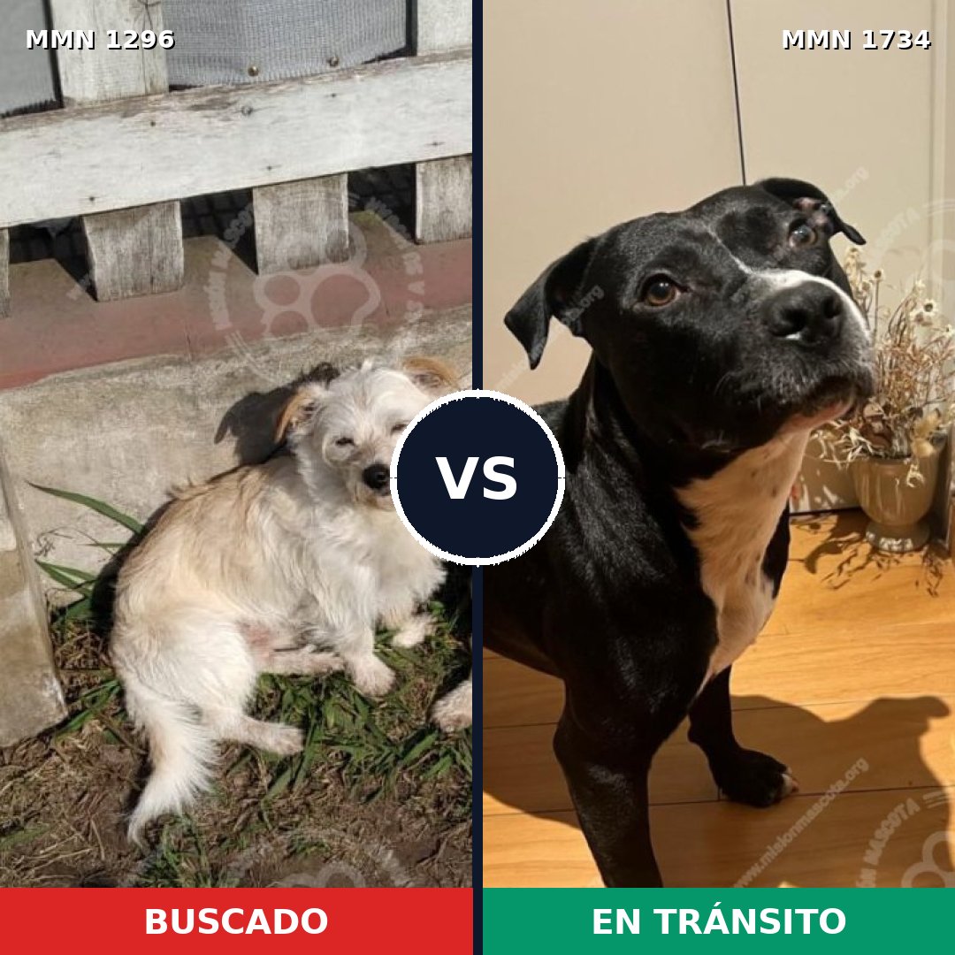 Comparativa MMS 38829: mascota perdida y mascota encontrada, 45% de similitud