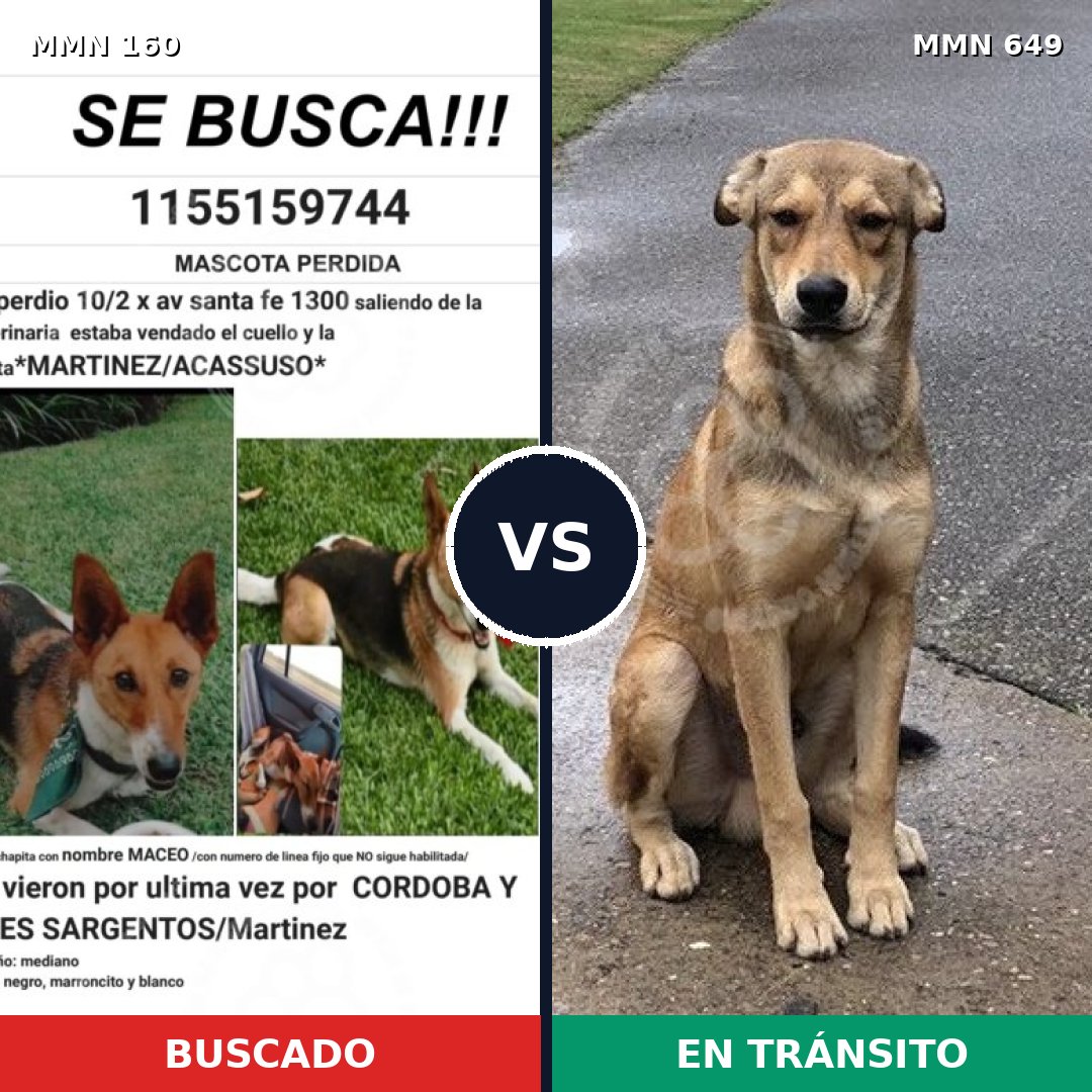 Comparativa MMS 3883: mascota perdida y mascota encontrada, 3% de similitud