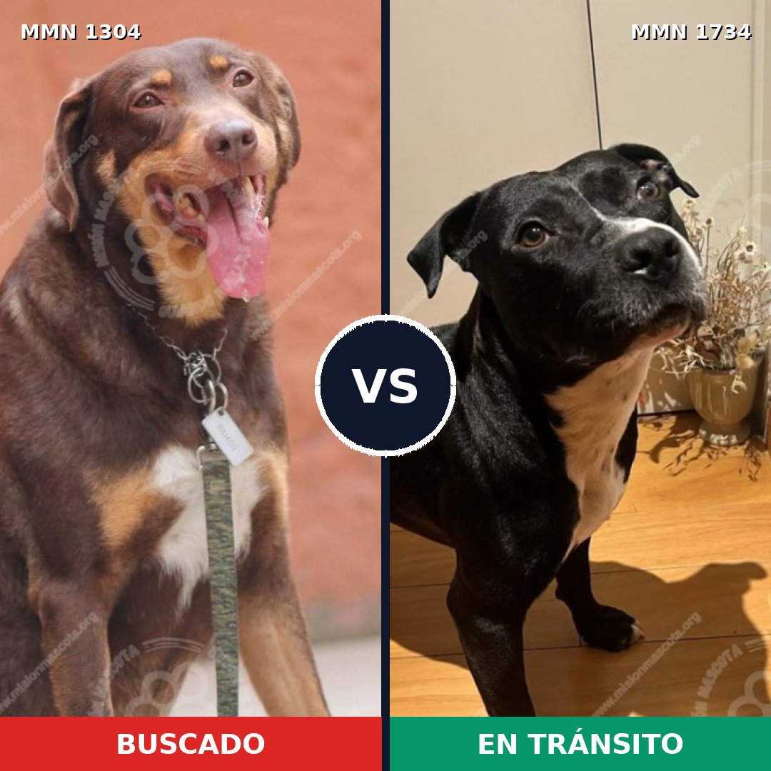 Comparativa MMS 38831: mascota perdida y mascota encontrada, 46% de similitud