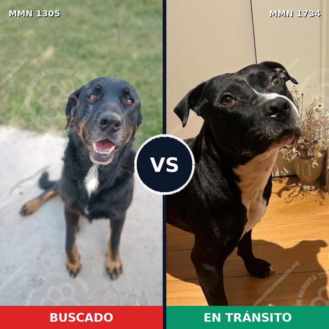 Comparativa MMS 38832: mascota perdida y mascota encontrada, 41% de similitud