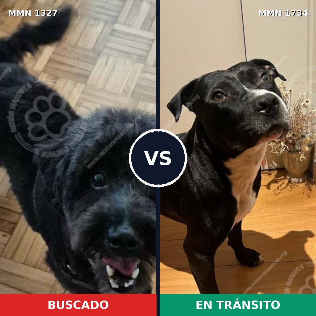 Comparativa MMS 38833: mascota perdida y mascota encontrada, 47% de similitud