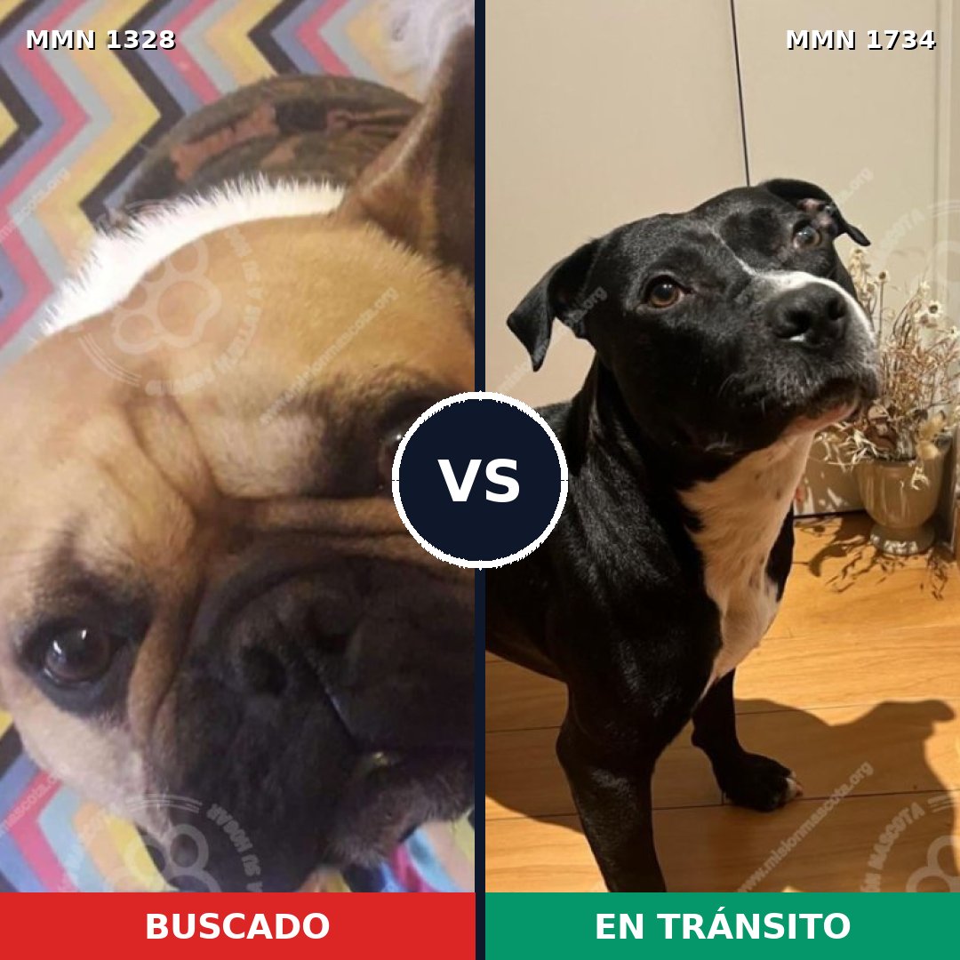 Comparativa MMS 38834: mascota perdida y mascota encontrada, 49% de similitud