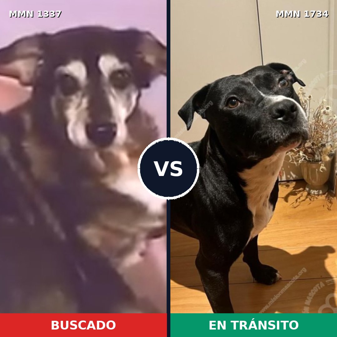 Comparativa MMS 38835: mascota perdida y mascota encontrada, 47% de similitud