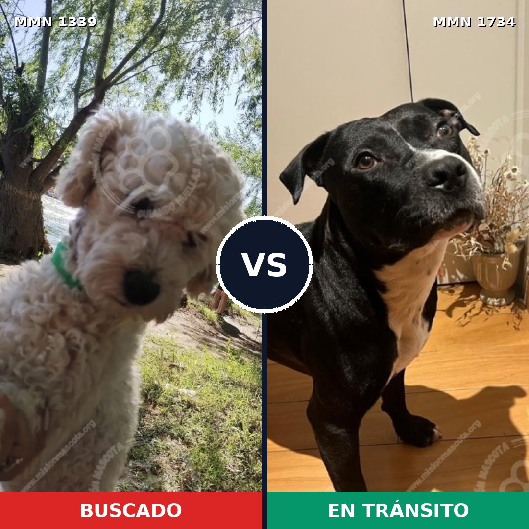 Comparativa MMS 38836: mascota perdida y mascota encontrada, 40% de similitud