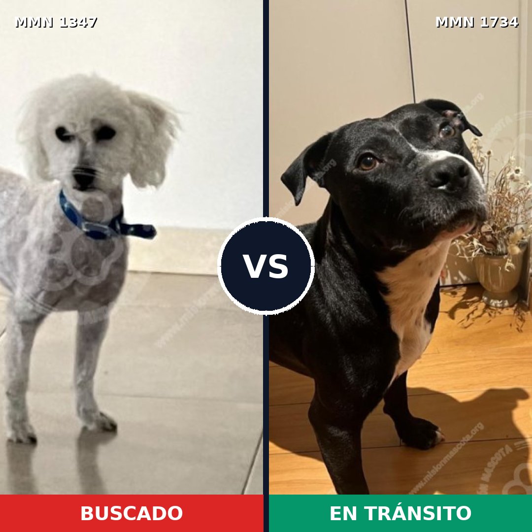 Comparativa MMS 38837: mascota perdida y mascota encontrada, 41% de similitud