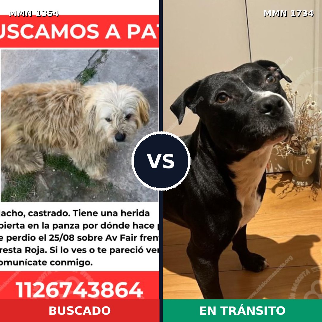 Comparativa MMS 38838: mascota perdida y mascota encontrada, 54% de similitud