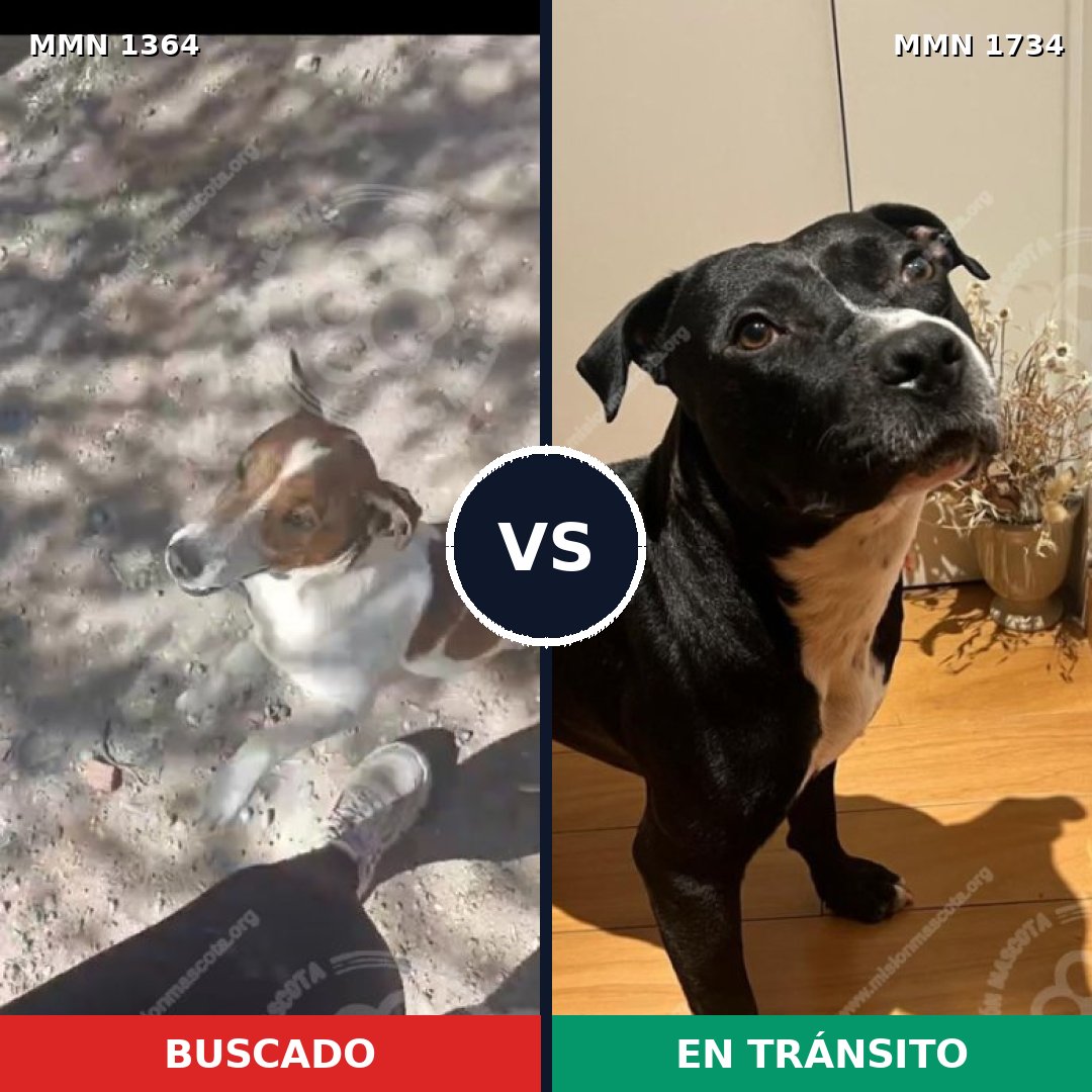 Comparativa MMS 38839: mascota perdida y mascota encontrada, 37% de similitud