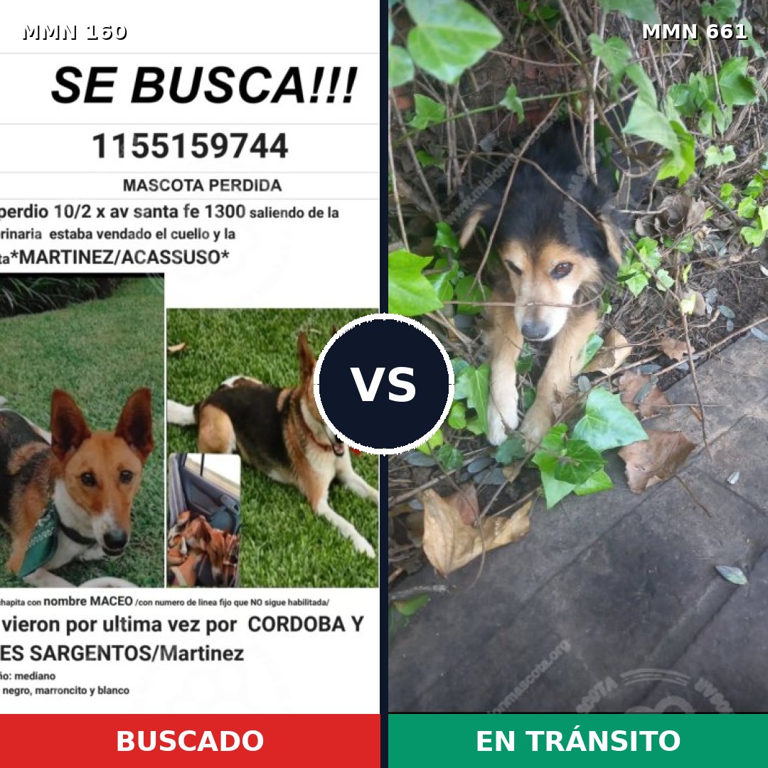 Comparativa MMS 3884: mascota perdida y mascota encontrada, 22% de similitud