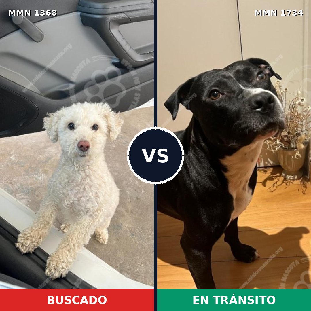 Comparativa MMS 38840: mascota perdida y mascota encontrada, 45% de similitud
