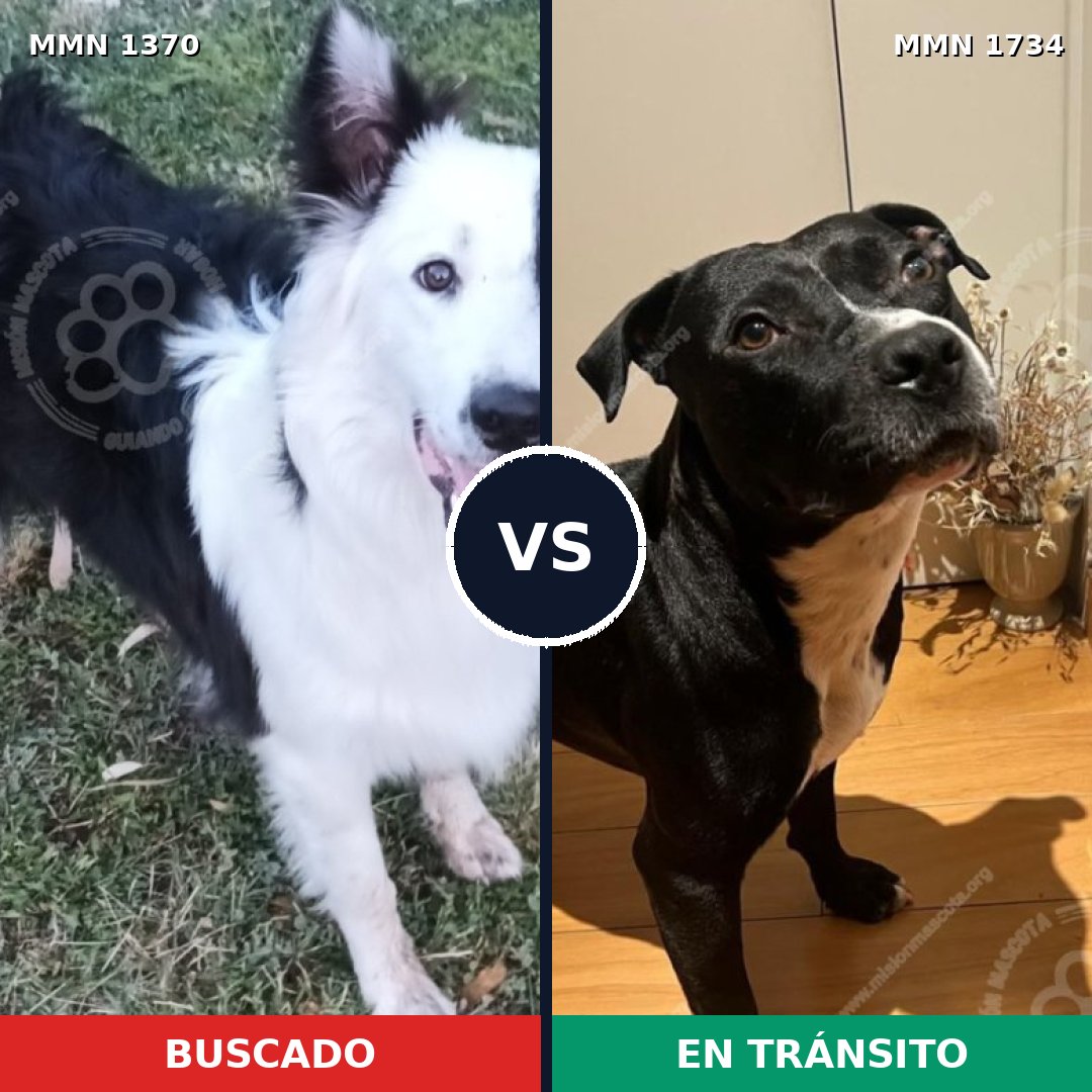 Comparativa MMS 38841: mascota perdida y mascota encontrada, 52% de similitud
