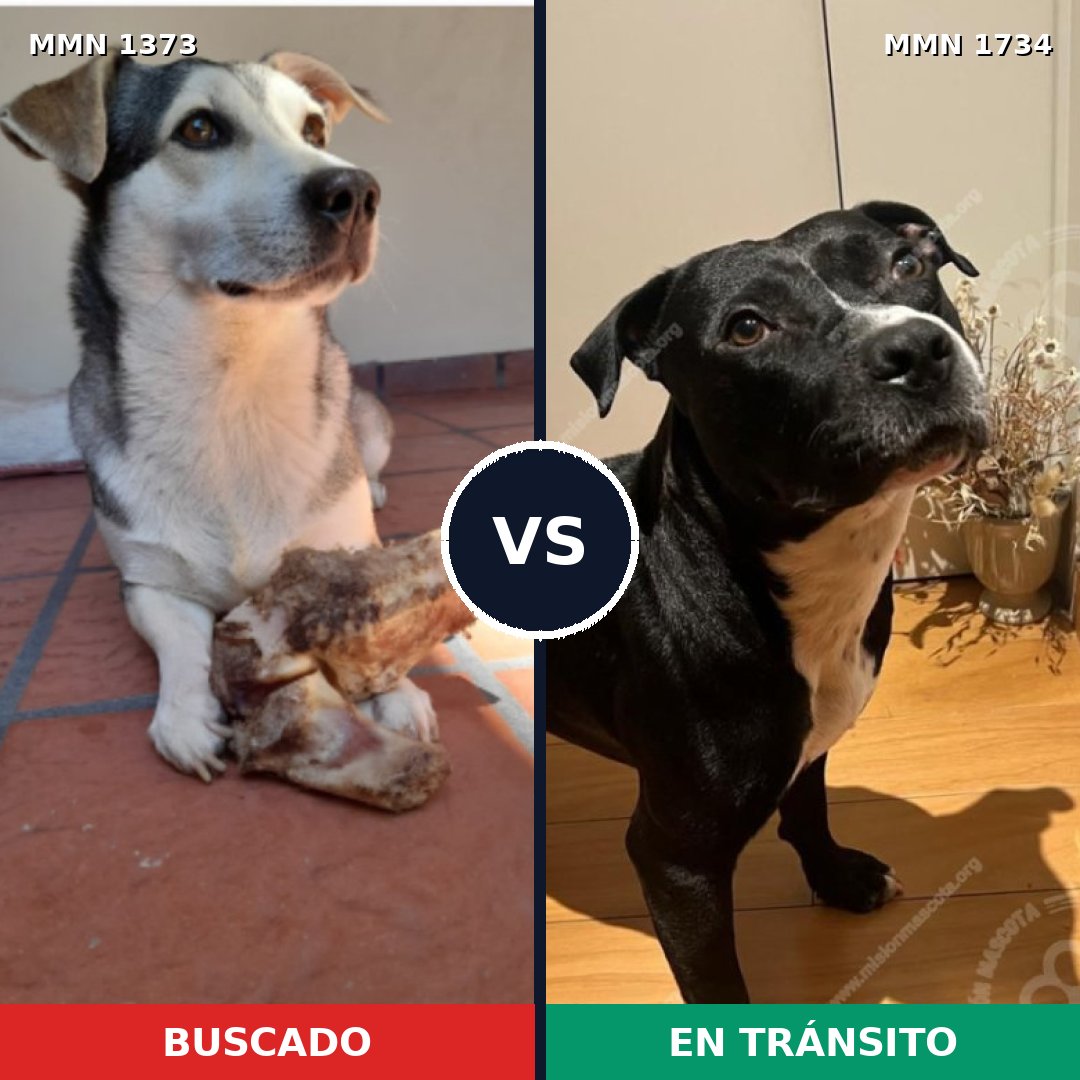Comparativa MMS 38842: mascota perdida y mascota encontrada, 48% de similitud
