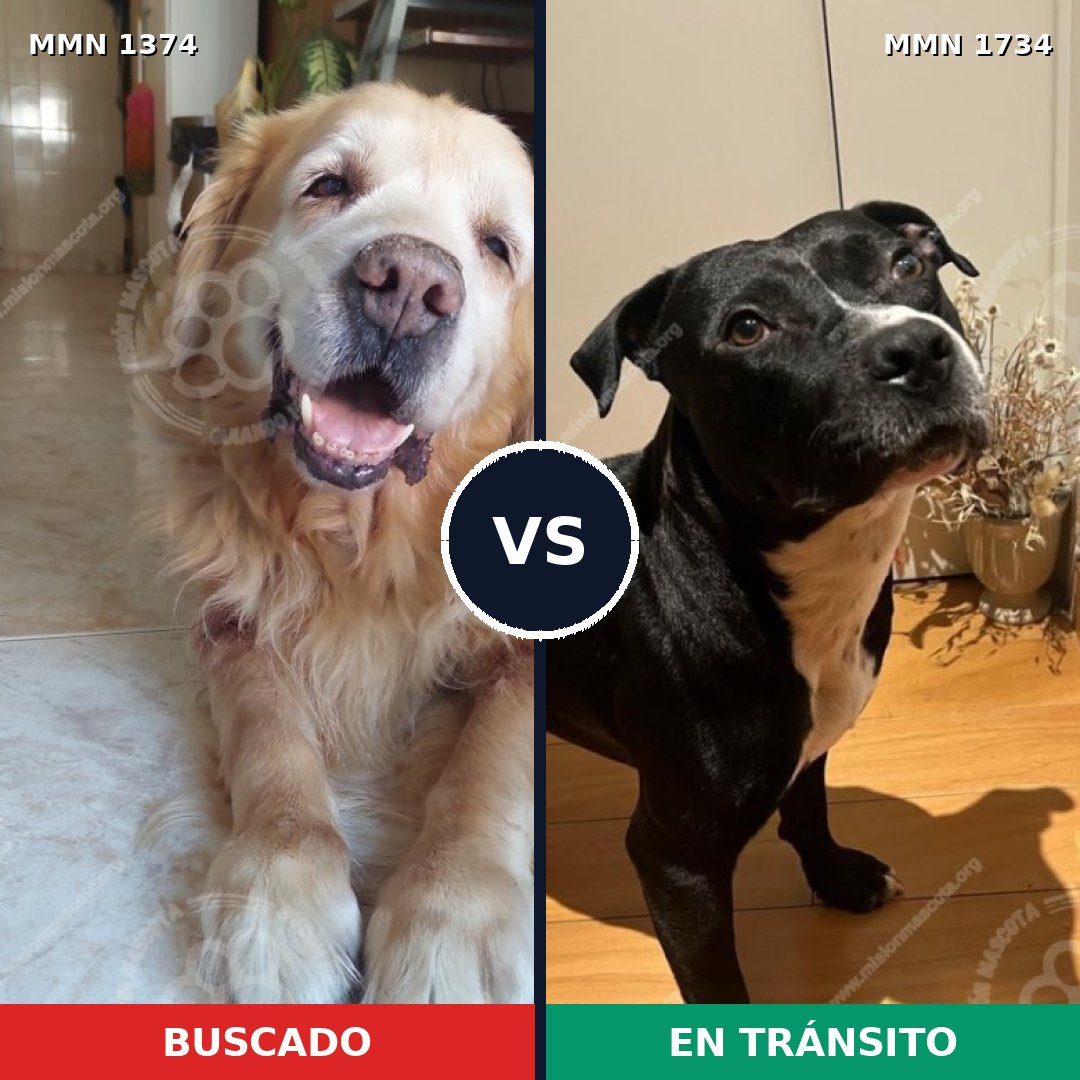 Comparativa MMS 38843: mascota perdida y mascota encontrada, 48% de similitud