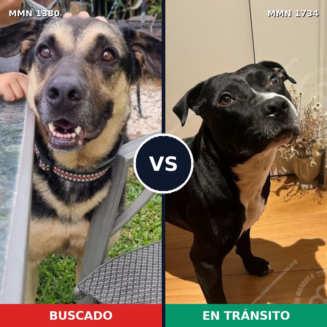 Comparativa MMS 38845: mascota perdida y mascota encontrada, 40% de similitud