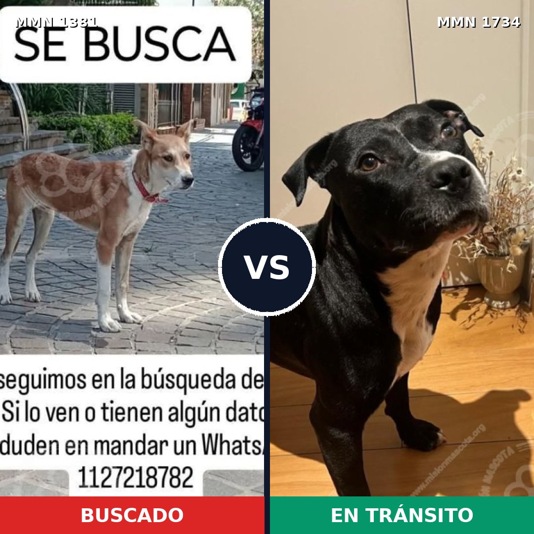 Comparativa MMS 38846: mascota perdida y mascota encontrada, 42% de similitud